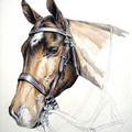 Album 'Home & Animal Portraiture by CJ Shelton' cover image