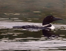 A Loon came across the lake to visit me on a rainy afternoon. I think is was just as curious about me as I was of him.
