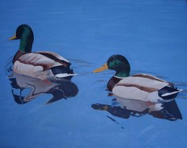 Pair of Mallards