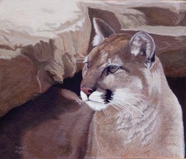 A Cougar emerges from her den and symbolizes the return of the Cougar to Ontario.