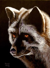 A portrait of a Silver Fox