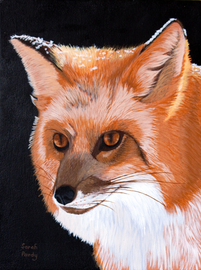 Portrait of a Red Fox