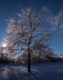 A Photography of a tree taken after the Ice Storm had finished and the sun had come out.