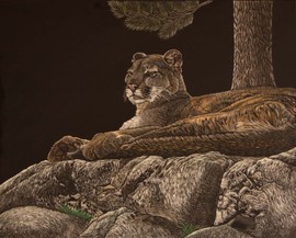 A Cougar lays on a rock ledge looking very regal and seems to be peering over his domain.