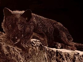 A Black Wolf lays on a rock ledge peering down and body looks relaxed but his expression looks very intense and ready to spring at a moments notice.